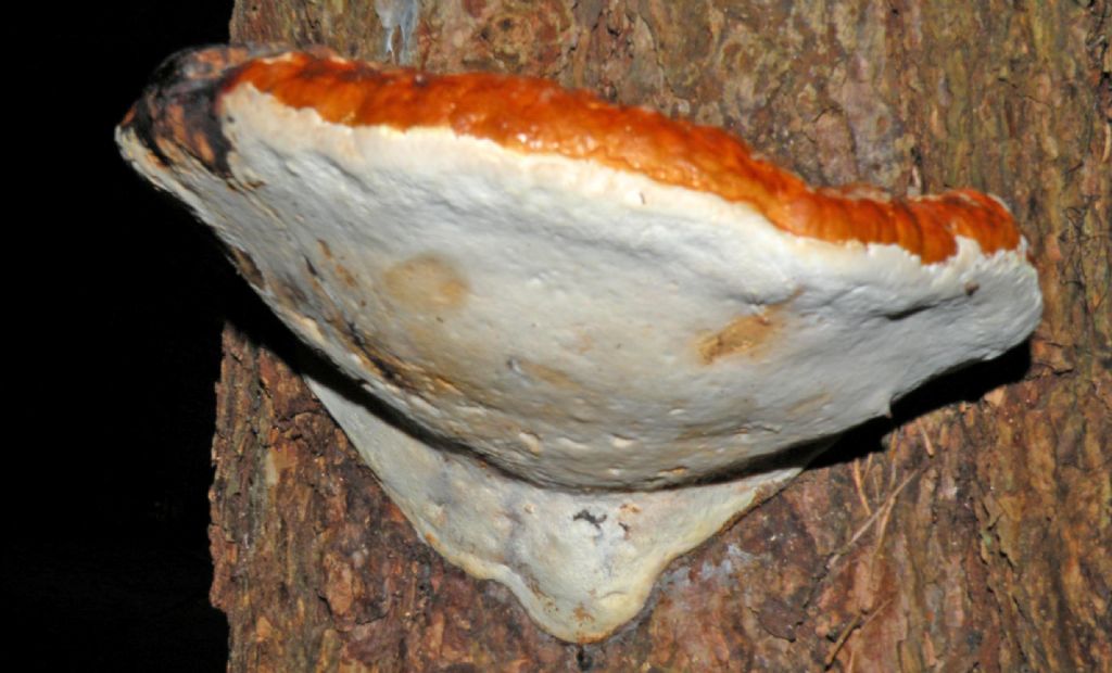 Vecchia foto di Ganoderma sp